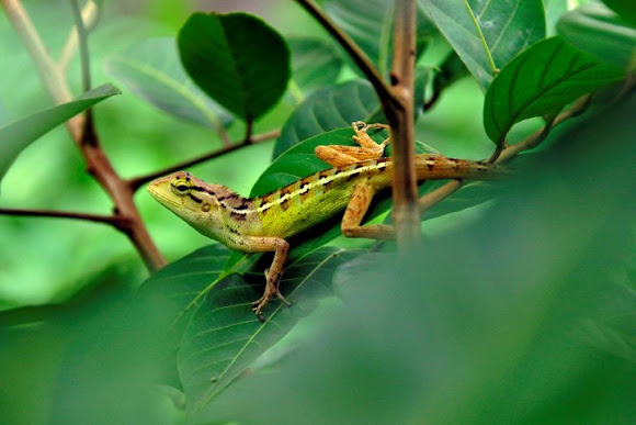 Spotting Image 1