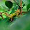 bunglon - Oriental garden lizard
