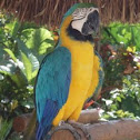 Blue-and-yellow Macaw