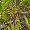 Common Green Darner