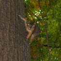 Eastern fox squirrel