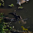 Little Cormorant