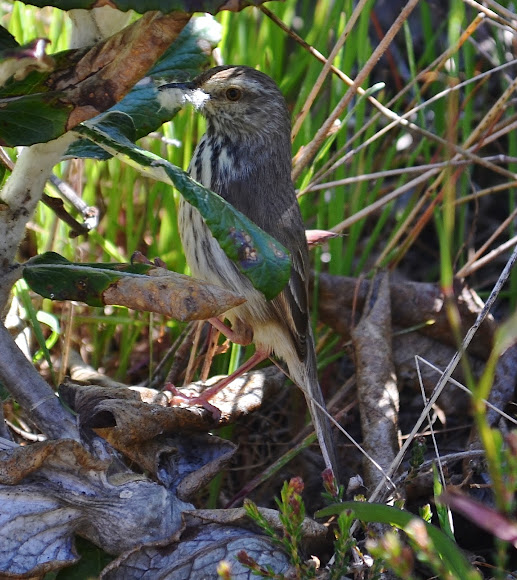 Spotting Image 1