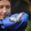 Blue Morhpo Butterfly