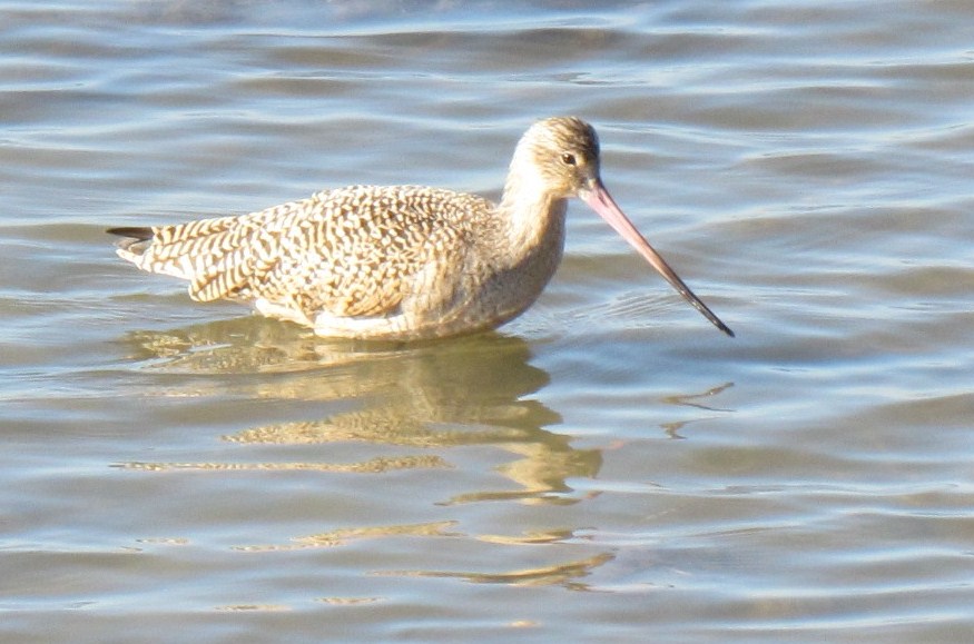 Long-billed Dowitcher