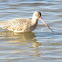 Long-billed Dowitcher