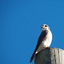 Kestrel/Chicken Hawk/Sparrow Hawk