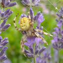 Four spot orb weaver
