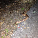 Southern copperhead