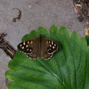 Speckled wood