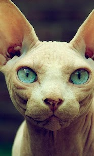 How to install Sphynx Cats Wallpapers 1.0 unlimited apk for pc