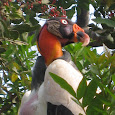 Birds of Peru