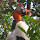 Birds of Peru