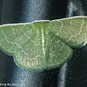 Wavy-lined emerald