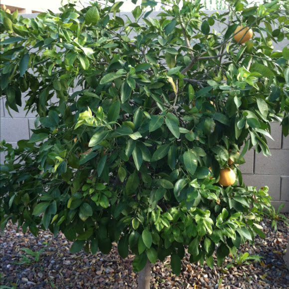 Spotting Image 1