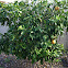 Grapefruit
