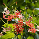 Rangoon Creeper