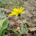 Common Dandelion