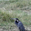 Black headed heron