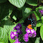 Atala Hairstreak