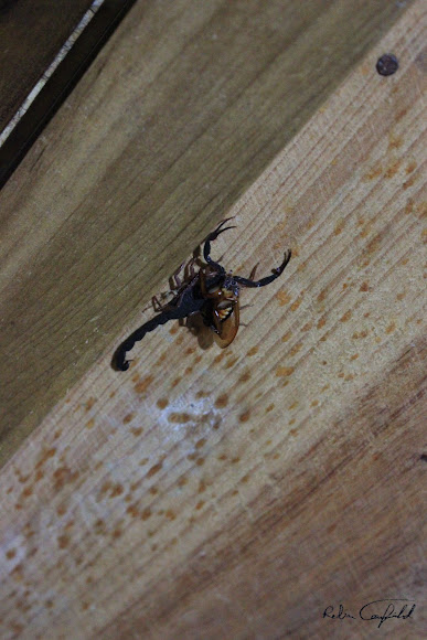 Spotting Image 1
