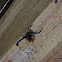 uncertain scorpion