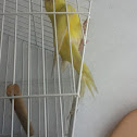 Budgerigar (domesticated)