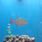 Colombian tetra