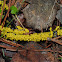 slime mold plasmodium