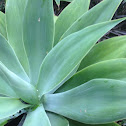 Swan's Neck Agave