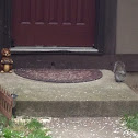 Eastern gray squirrel