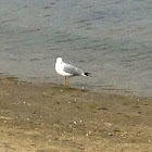 California Gull