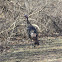 Wild Turkey