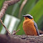 White-browed Robin-chat