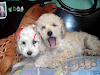 Cachorros French Poodle