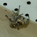 Regal Jumping Spider
