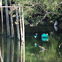 Kingfisher