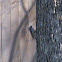 Brown Creeper