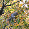 Gray Squirrel