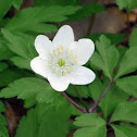 wood anemone, windflower, thimbleweed or smell fox