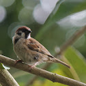 Burung Padi / Eurasian Tree Sparrow