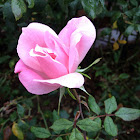 Blushing Knockout Rose