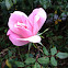 Blushing Knockout Rose