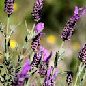Alecrim (Spanish Lavender)