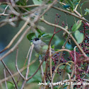 Blackcap