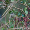Blackcap