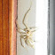 Sac Spider