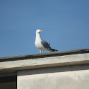 Seagull (Gabbiano)
