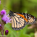 Monarch Butterfly