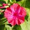 four o'clock flower or marvel of Peru